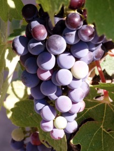 Harvest grapes (2)